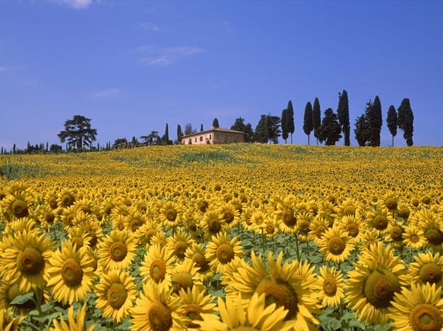 sunflower-valley-tuscany-italy2