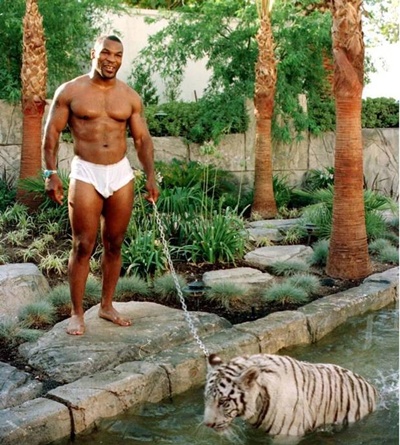 Mike-Tyson-tiger