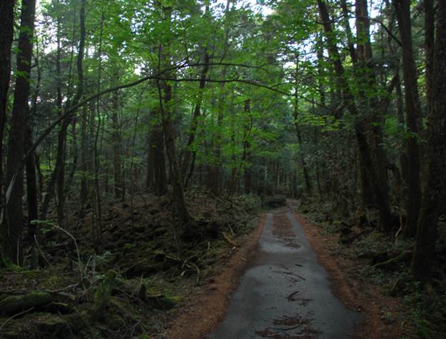 aokigahara-forest-1-720x547